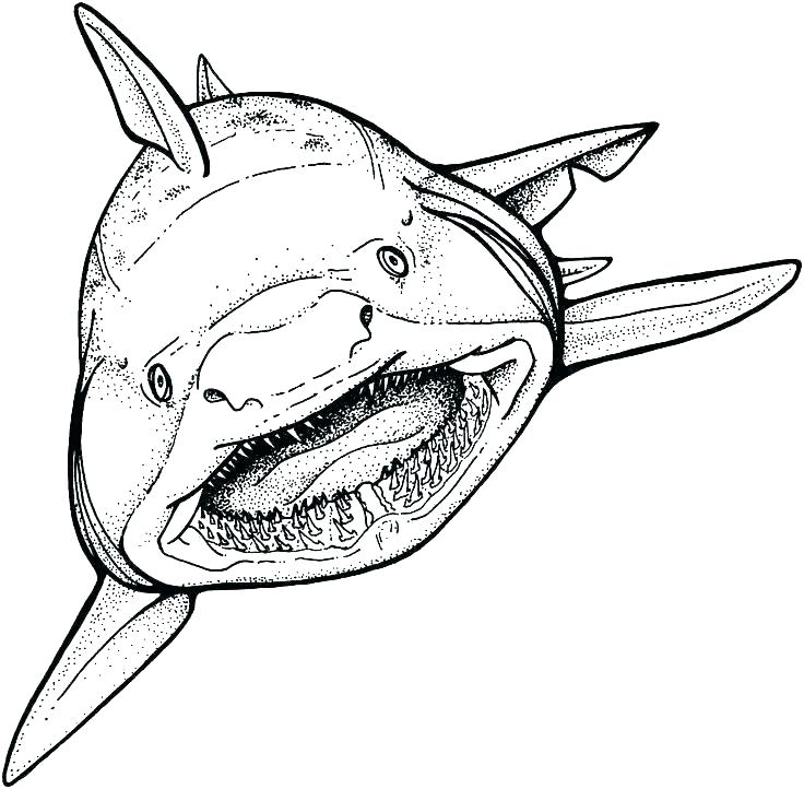 736x722 Free Shark Coloring Pages Shark Color Pages Shark Coloring Pages