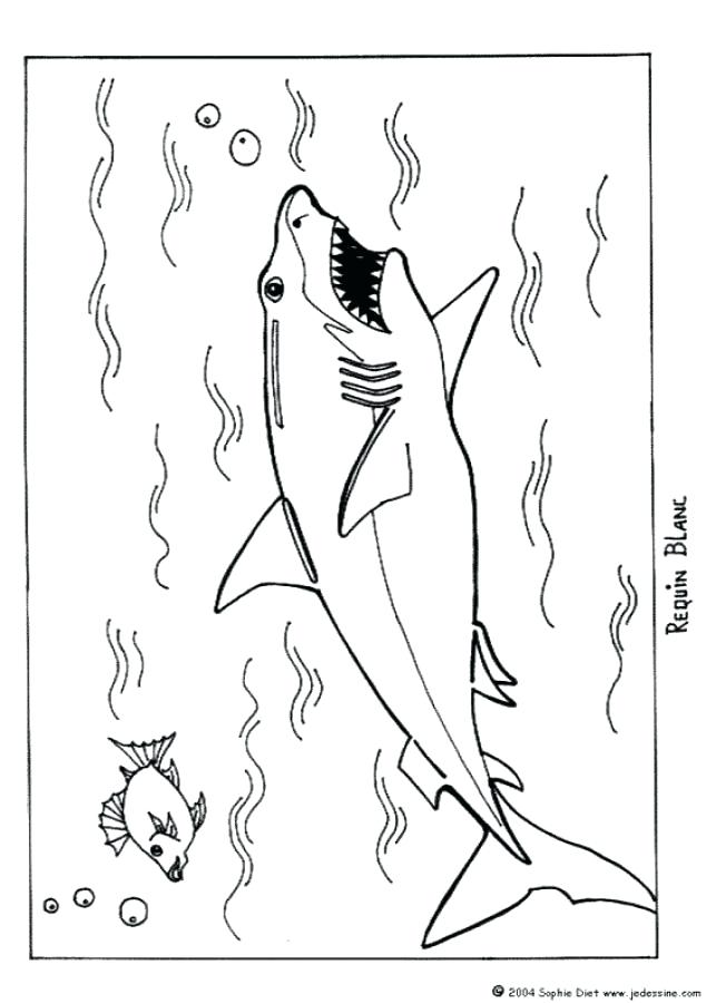 643x900 Bull Shark Coloring Pages Shark Coloring Pages Great White Shark