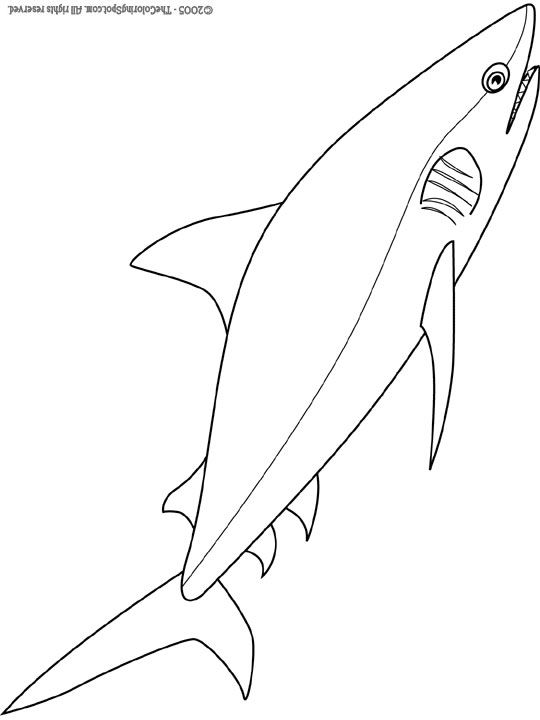 540x720 Bull Shark Coloring Pages Bull Shark Coloring Sheets 100 Days