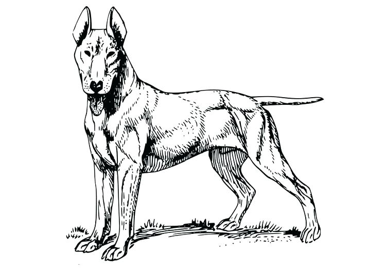750x531 Coloring Page Dog Bull Terrier Coloring Page Dog Bull Terrier