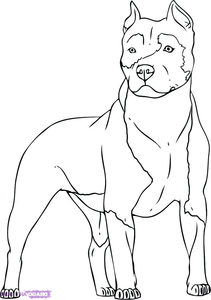 736x1042 Pitbull Coloring Page Coloring Page Pit Bull Terrier Coloring Page