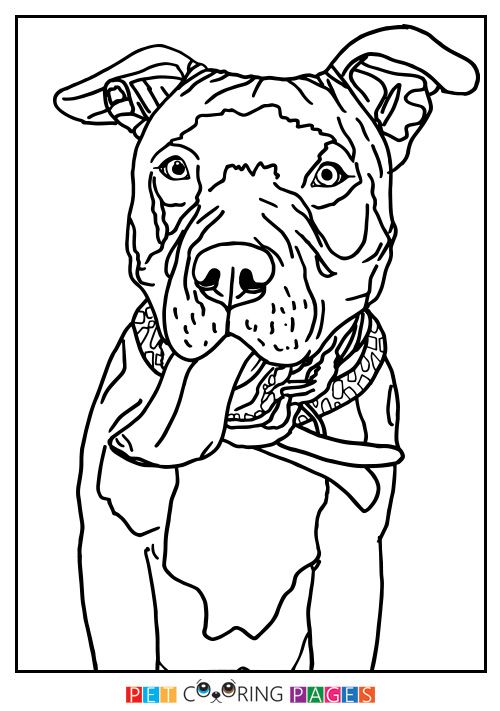 500x711 American Pit Bull Terrier Coloring Page Pit Bull