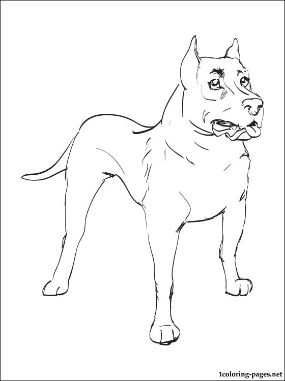 560x750 Staffordshire Bull Terrier Coloring Page Coloring Pages