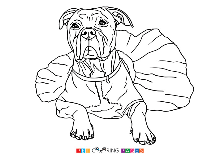 711x500 American Pit Bull Terrier Coloring Page Destiny