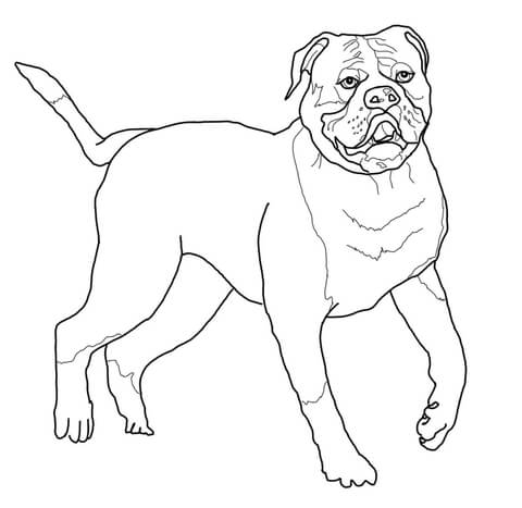 Bulldog Coloring Pages Printable