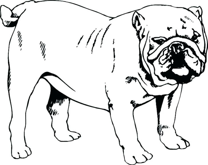 730x580 Bulldog Coloring Pages Printable Printable Coloring Page