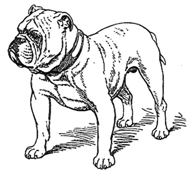 600x559 Bulldog Tattoo Coloring Pages Best Place To Color