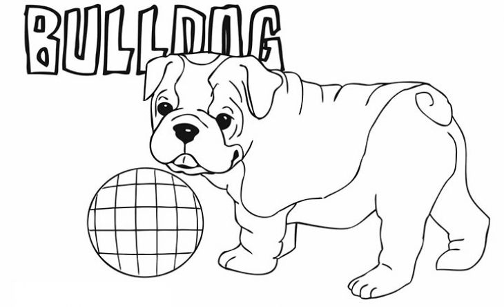 730x444 American Bulldog Coloring Pages Cute Little American Bulldog Puppy