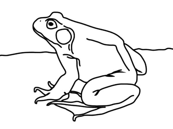 600x449 Bullfrog Coloring Page Best Place To Color