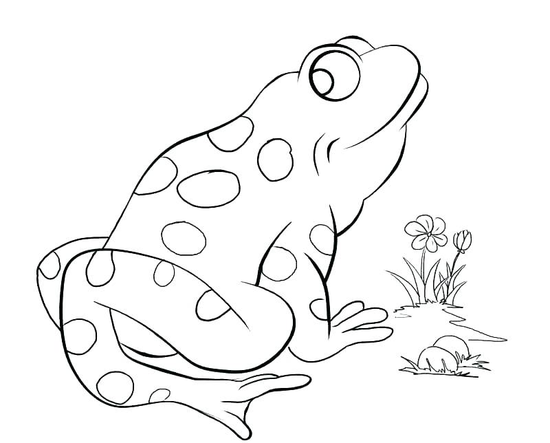 800x644 Coloring Page Frog The Princess And The Frog Coloring Pages