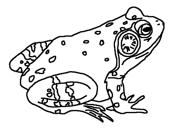 720x556 Coloring Page World Bull Frog (Landscape)