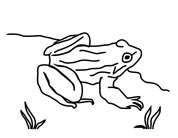 600x465 Drawing Bullfrog Coloring Pages Best Place To Color