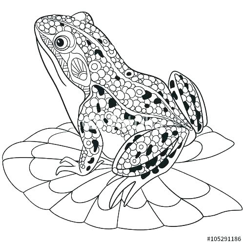 500x500 Red Eyed Tree Frog Coloring Page Coloring Pages Of Frogs Cartoon
