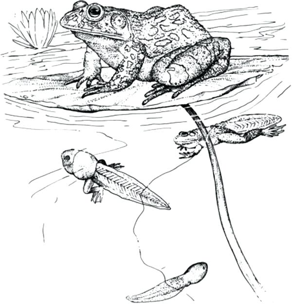 600x626 Tadpole Coloring Page Bullfrog Tadpoles And Bullfrog Inn The Pond