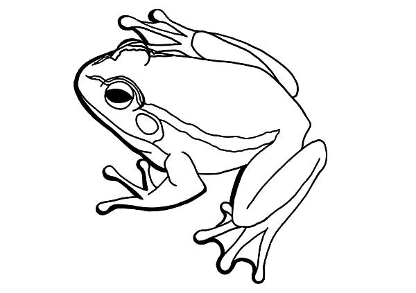600x423 American Bullfrog Coloring Pages Best Place To Color