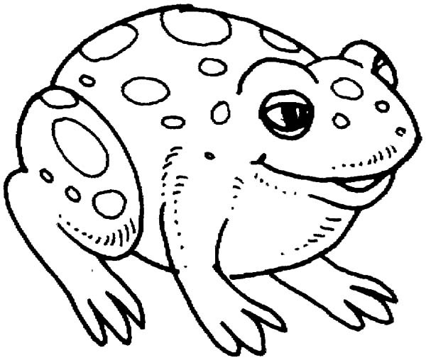600x508 Big Bullfrog Coloring Pages Best Place To Color