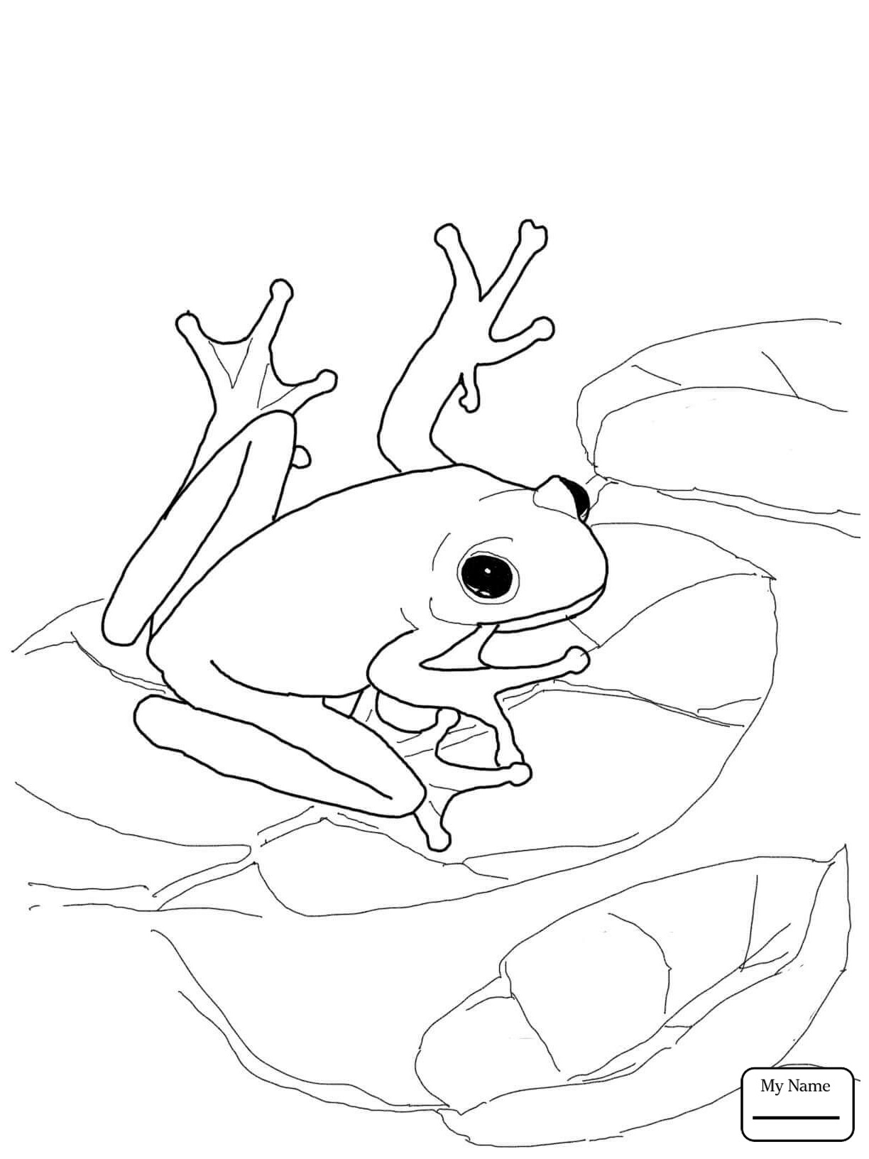 1224x1632 Bullfrog Animal Coloring Pages Luxury Frogs Free Draw To Color