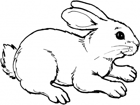 479x360 Pretentious Inspiration Rabbit Coloring Pages For Preschoolers