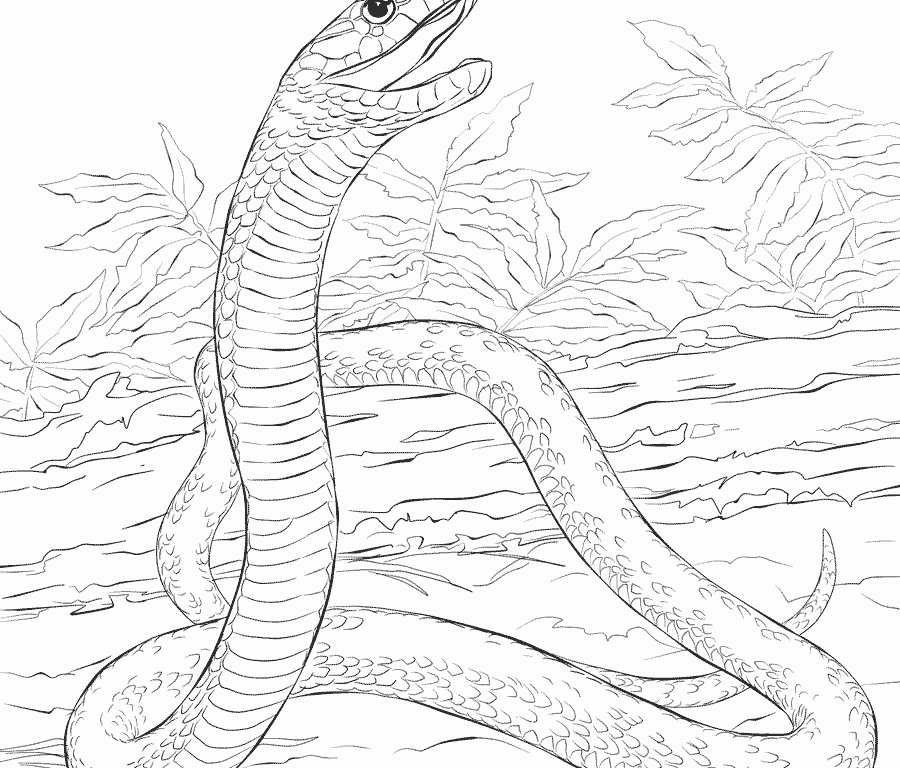 900x768 Black Mamba Coloring Pages
