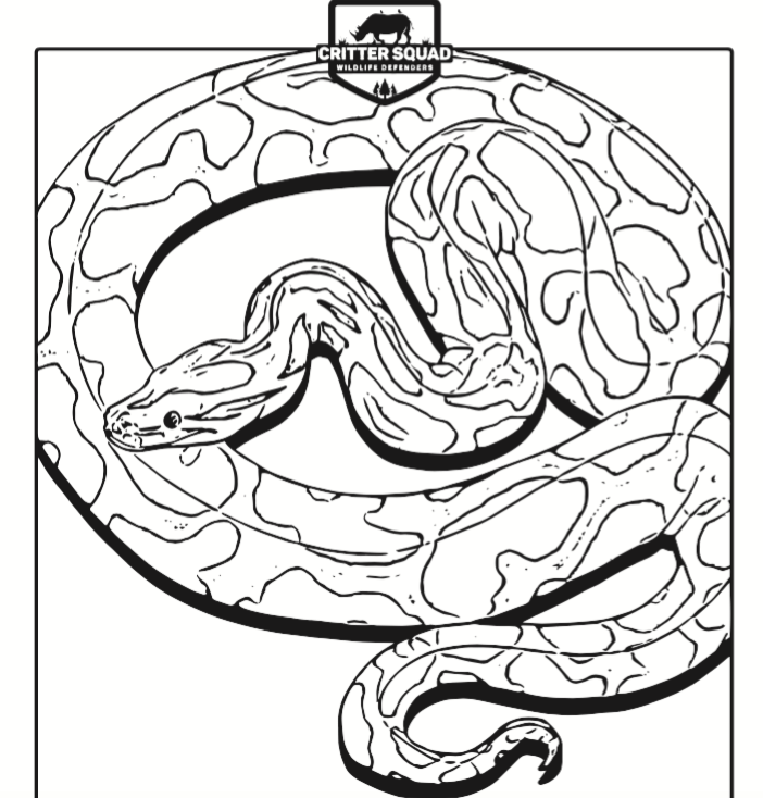 702x734 Burmese Python