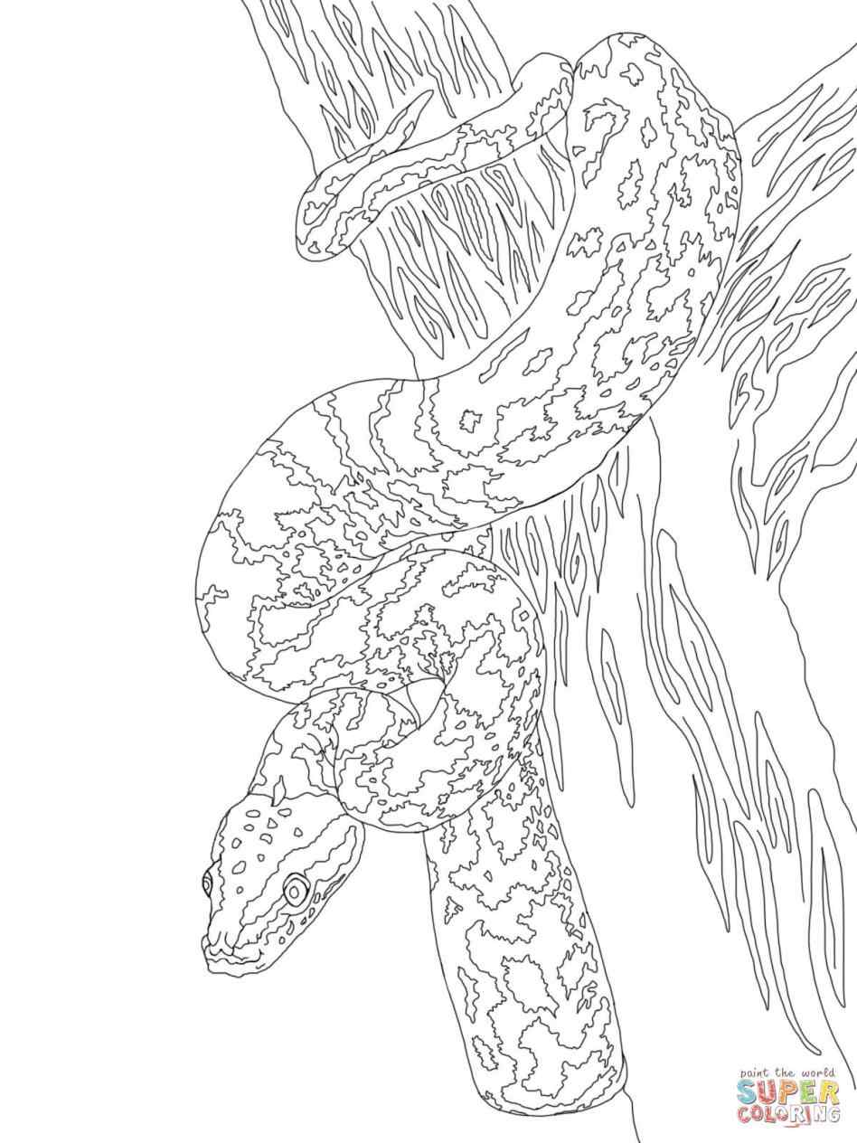 948x1264 Burmese Python Coloring Pages Online Coloring Printable