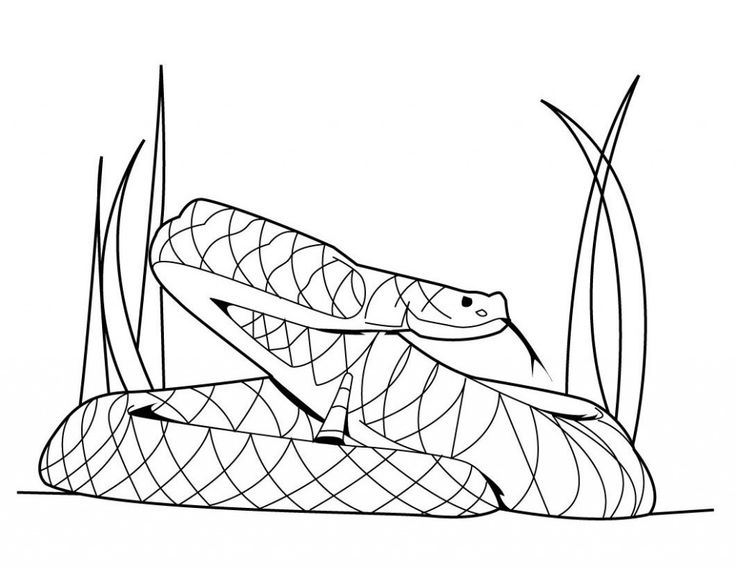 736x569 9 Best Snake Images On Snakes, Amphibians