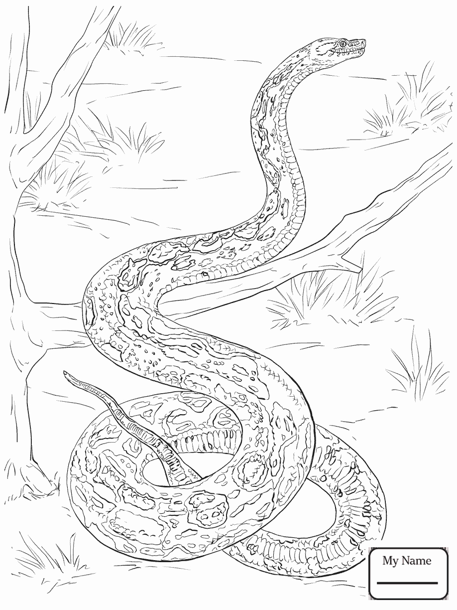 918x1224 Coloring Pages Realistic Snakes Burmese Python Reptiles Snake