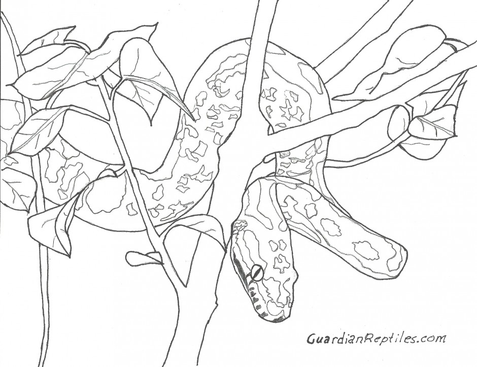 940x723 Python Coloring Pages Download And Print For Free