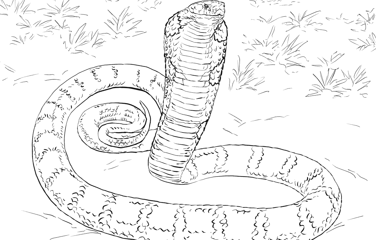1200x768 Announcing Anaconda Coloring Page Snake Pages