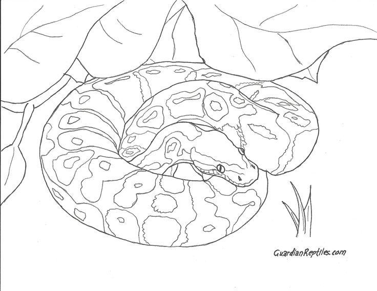 736x568 Ball Python Coloring Pages Ball Python Coloring Page Free