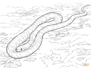 300x225 Ball Python Download Coloring Page