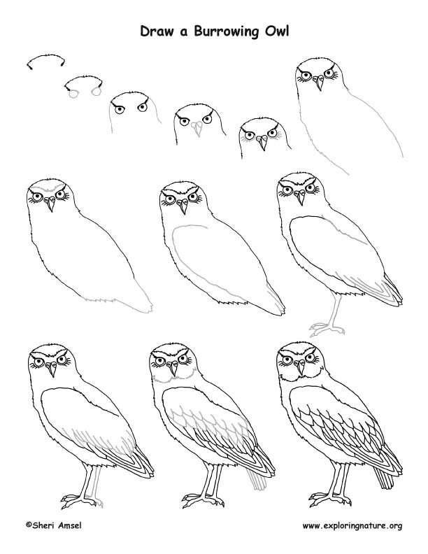 612x792 Drawn Owl Burrowing Owl 3395964