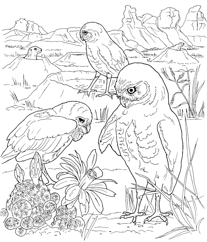 694x813 Bird Coloring Pages