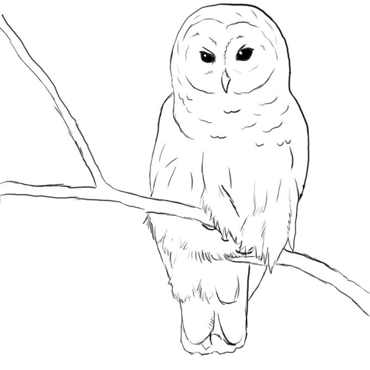 736x736 Burrowing Owl Clipart Snowy Owl