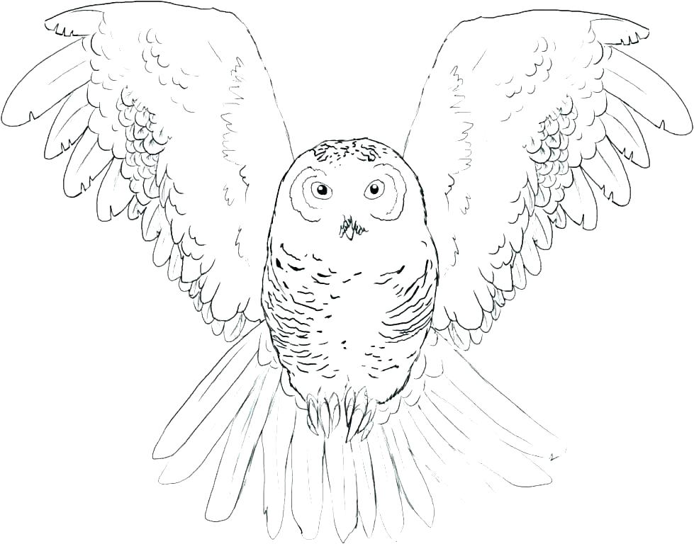 979x768 Snowy Coloring Pages Snowy Owl Coloring Page Snowy Owl Coloring