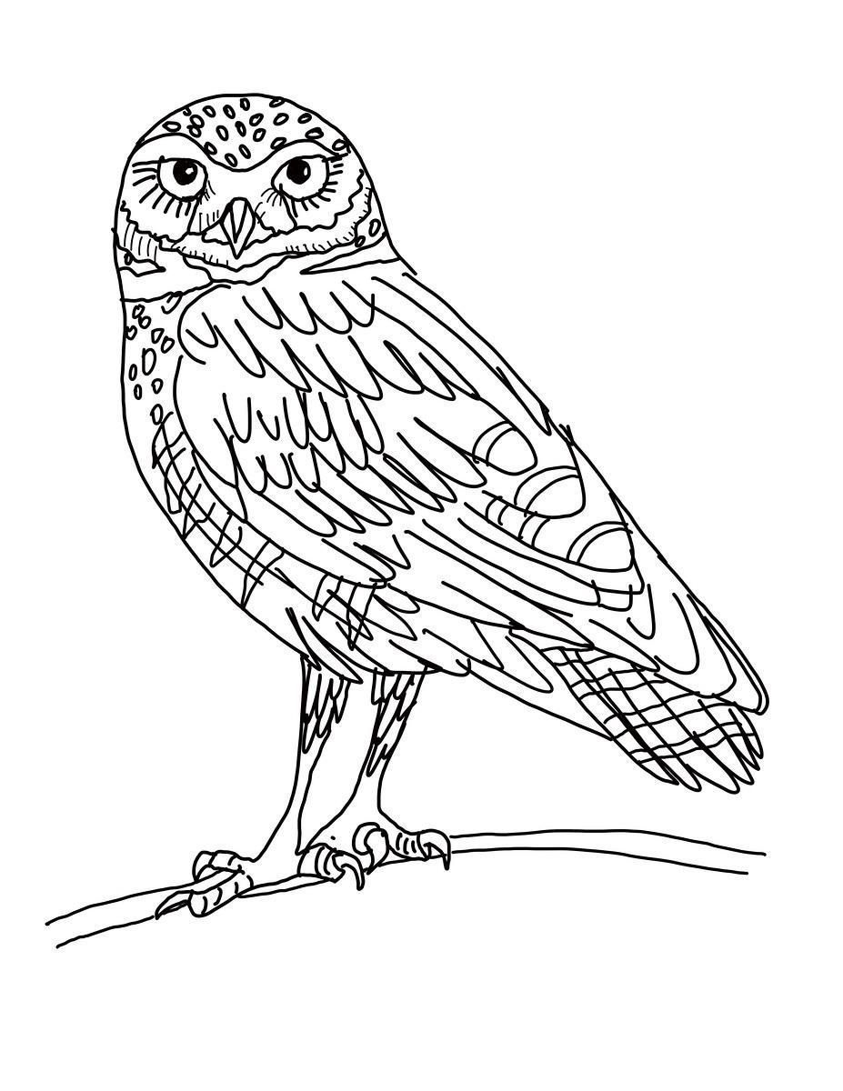 927x1200 Burrowing Owl Coloring Sheets Coloring Sheets