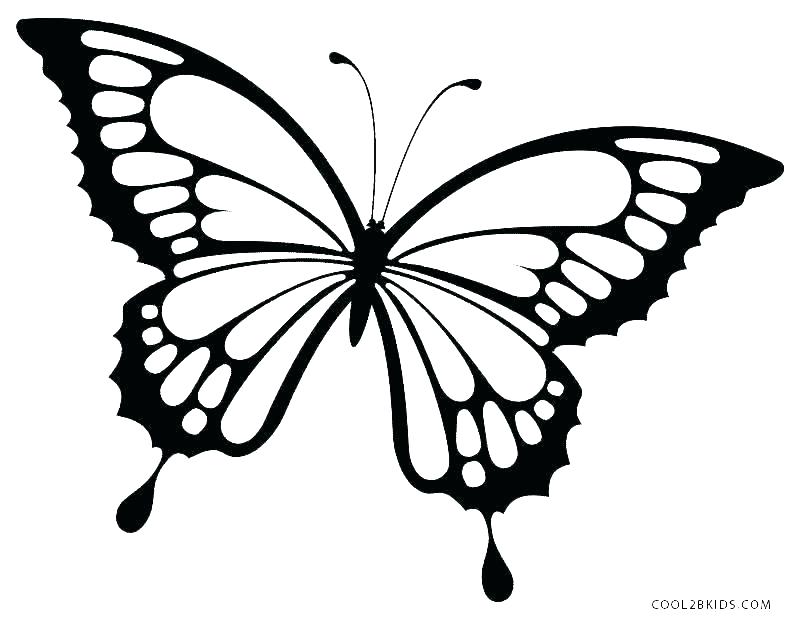 800x620 Coloring Page Of Butterfly E Swallowtail Butterfly Coloring Page