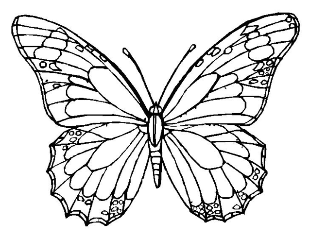 638x490 Monarch Butterfly Coloring Page Amp Coloring Book Adult Coloring