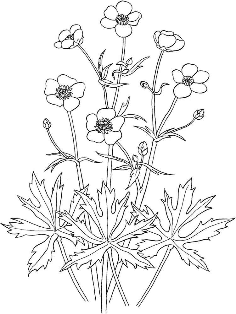 750x1000 Buttercup Flower Coloring Pages. Download And Print Buttercup