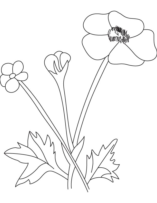 612x792 Buttercup Flower Pod Download Free Buttercup Flower