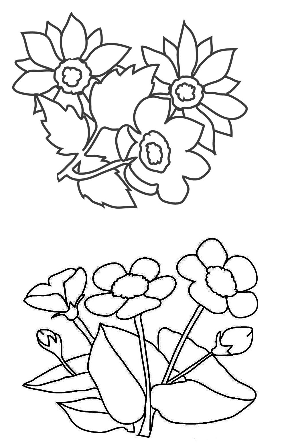 999x1567 Amazing Cochlospermum Vitifolium Or Buttercup Tree Coloring Page
