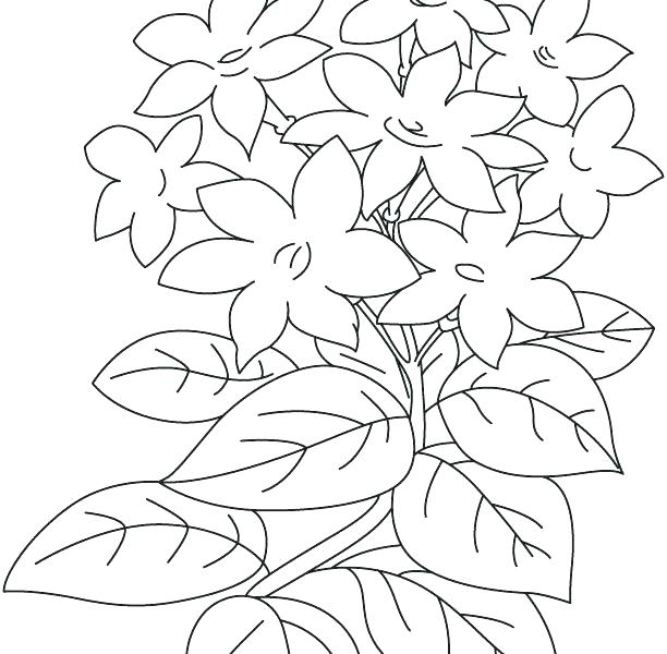 612x600 Flower Coloring Pages Free Buttercup Flower Coloring Page Free