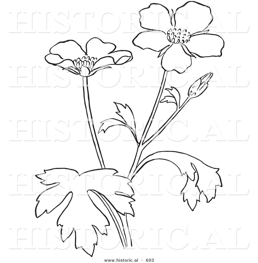 1024x1044 Historical Vector Illustration Of Buttercup Flowers