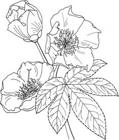 236x277 Hop Plant Isolated Hops Plant, White Wreath And Wreaths