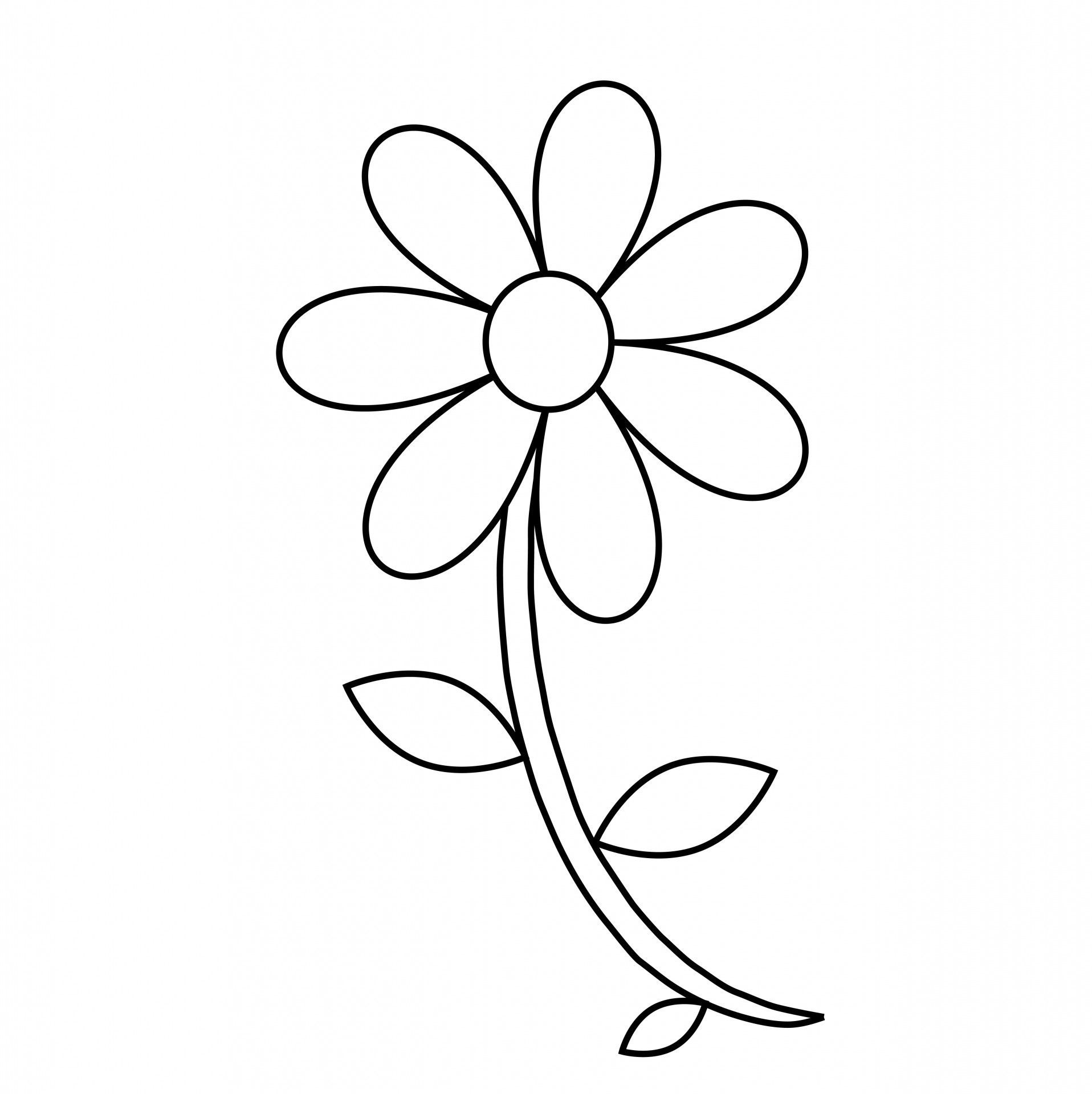 1916x1920 Inspiring Flower Outlines Clip Art On Pics For Buttercup Coloring