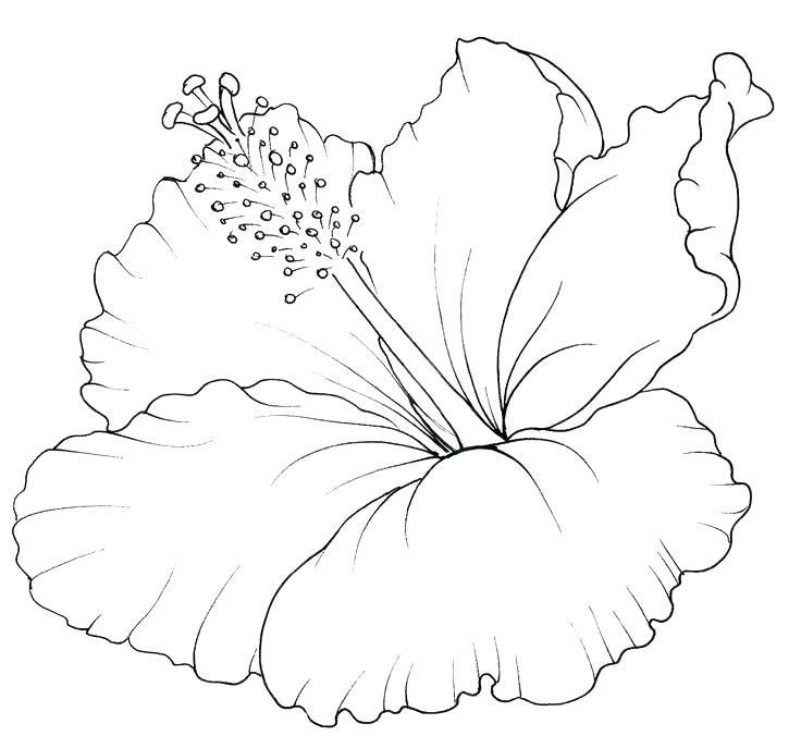 736x676 Best Of Hawaiian Flower Coloring Pages And Download Buttercup