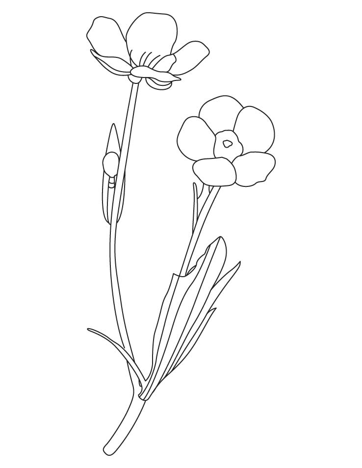 738x954 Buttercup Flower Coloring Pages