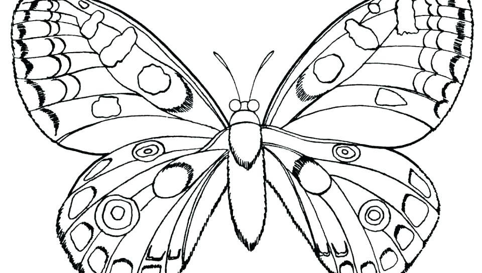 960x544 Color Page Butterfly Free Coloring Caterpillar To Butterfly Life