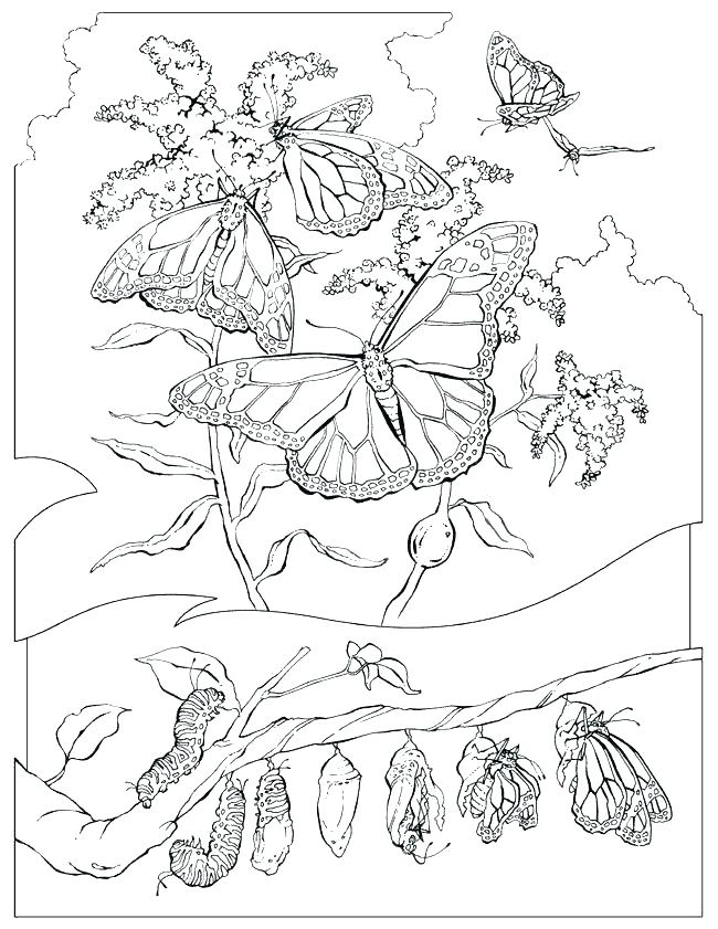 650x841 Monarch Butterfly Coloring Page Elegant Monarch Butterfly Coloring