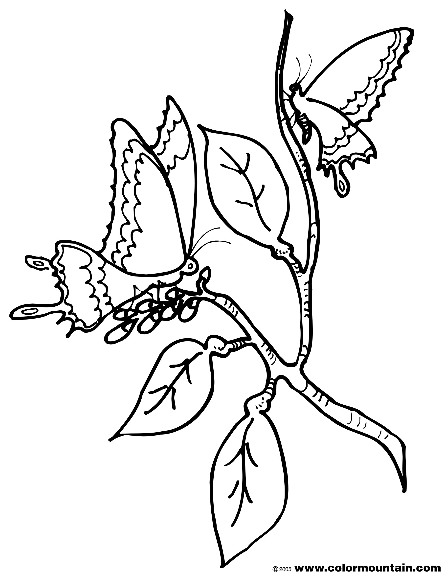 1800x2329 Butterfly Cocoons Colouring Pages, Cocoon Coloring Page